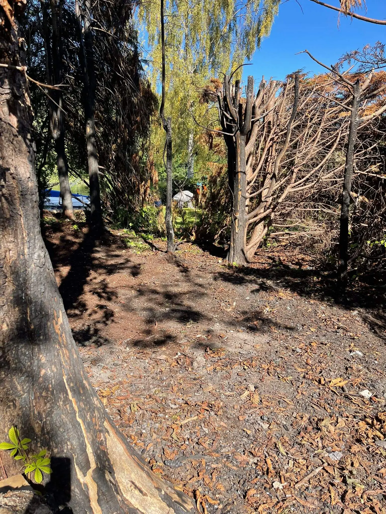 The same garden cleared to bare soil, with scorched tree trunks and a cut-back hedge still standing.